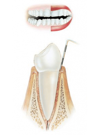 Зубной парадонт